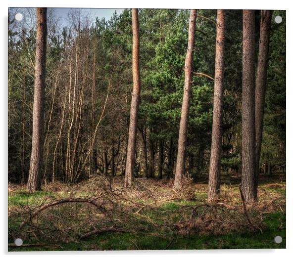 woodland Pines  Acrylic by Jon Fixter