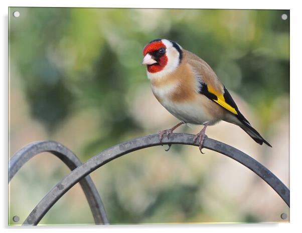 Goldfinch standing on bird feeder Acrylic by mark humpage
