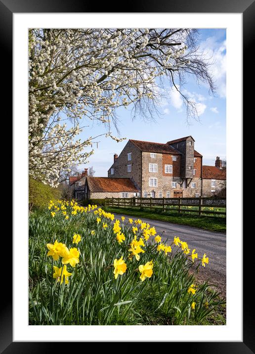 Daffodils At Vivers Mill Framed Mounted Print by Richard Burdon