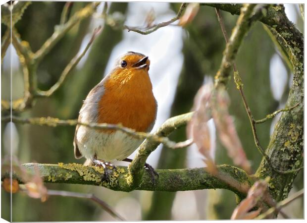 Robin perched on a tree branch singing Canvas Print by mark humpage