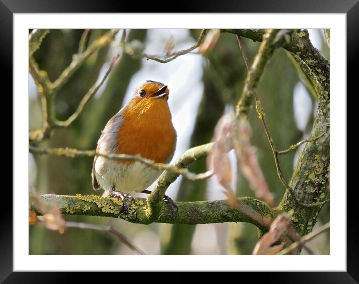 Robin perched on a tree branch singing Framed Mounted Print by mark humpage