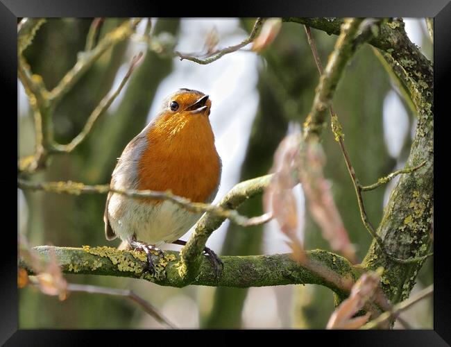 Robin perched on a tree branch singing Framed Print by mark humpage