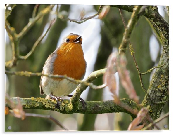 Robin perched on a tree branch singing Acrylic by mark humpage