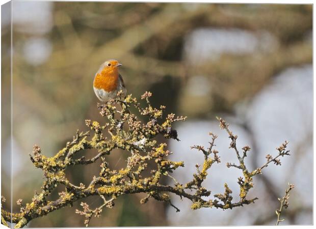 Robin perched on a tree branch Canvas Print by mark humpage