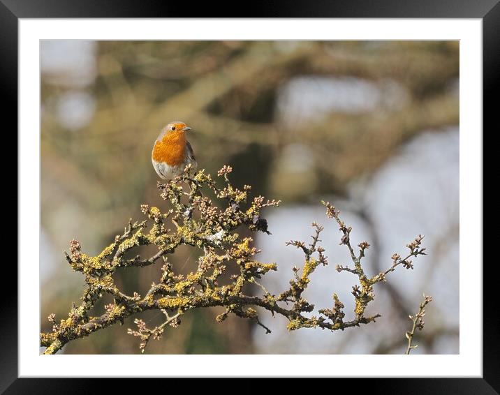 Robin perched on a tree branch Framed Mounted Print by mark humpage