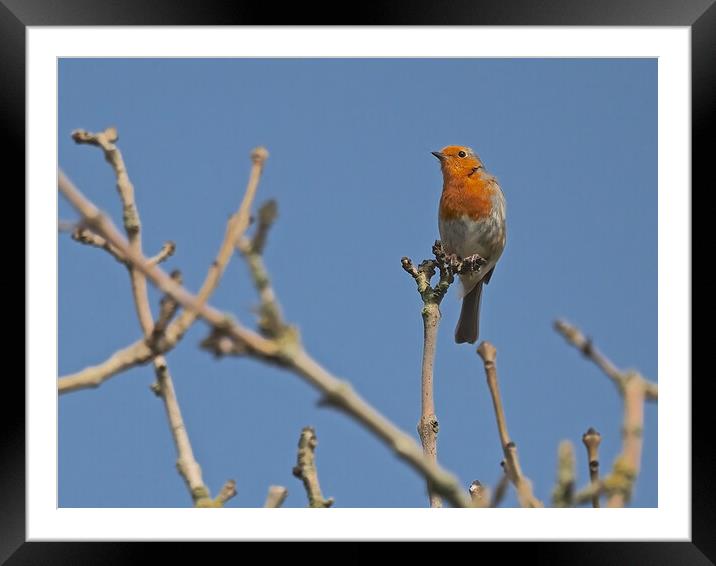 Robin perched on a tree branch Framed Mounted Print by mark humpage
