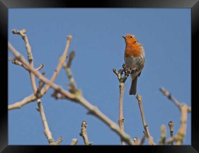 Robin perched on a tree branch Framed Print by mark humpage