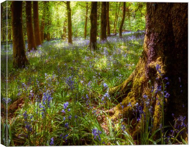 Bluebell Woods Canvas Print by Richard Downs