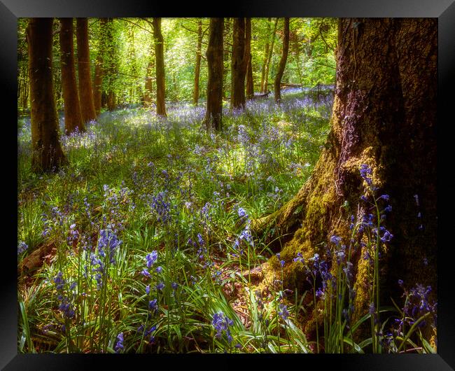 Bluebell Woods Framed Print by Richard Downs