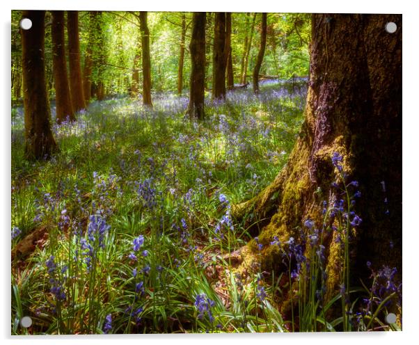 Bluebell Woods Acrylic by Richard Downs