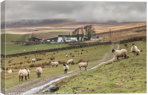 Lingy Hill Farm Harwood, Upper Teesdale Canvas Print by Richard Laidler