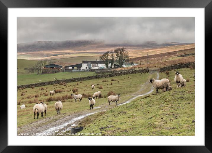 Lingy Hill Farm Harwood, Upper Teesdale Framed Mounted Print by Richard Laidler