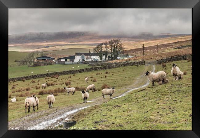 Lingy Hill Farm Harwood, Upper Teesdale Framed Print by Richard Laidler