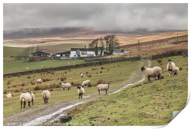 Lingy Hill Farm Harwood, Upper Teesdale Print by Richard Laidler