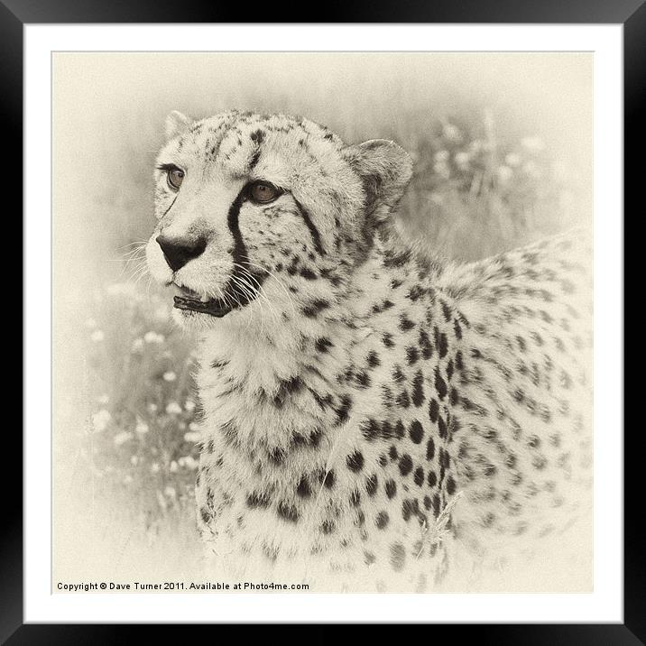 Cheetah Framed Mounted Print by Dave Turner