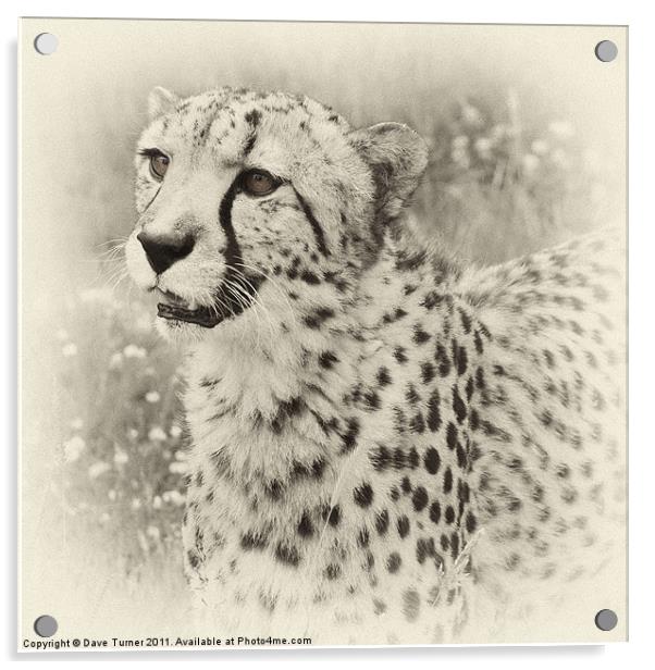 Cheetah Acrylic by Dave Turner