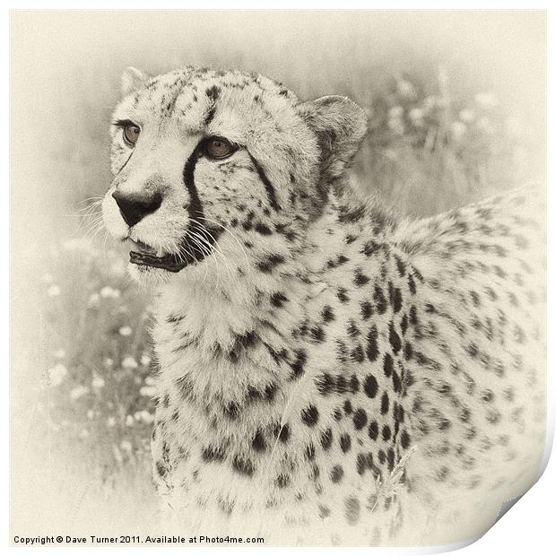 Cheetah Print by Dave Turner