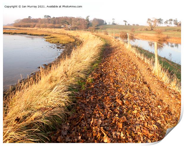 Autumn leaves on River Deben footpath, Ramsholt, Suffolk Print by Ian Murray