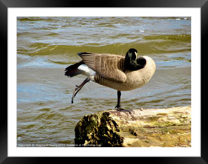 Canada goose Yoga Framed Mounted Print by Stephanie Moore