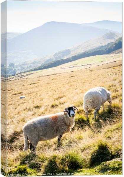 Peak District Sheep Canvas Print by Martyn Williams