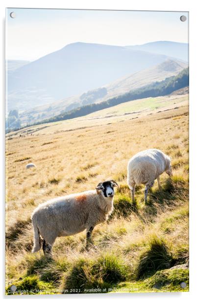 Peak District Sheep Acrylic by Martyn Williams