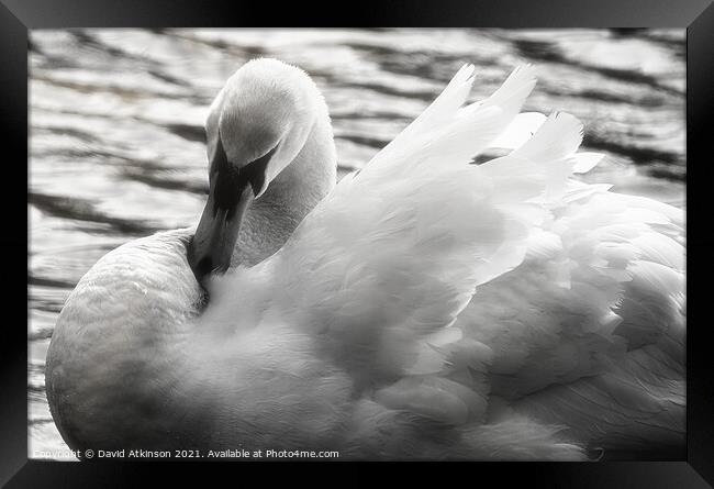Glowing Swan Framed Print by David Atkinson