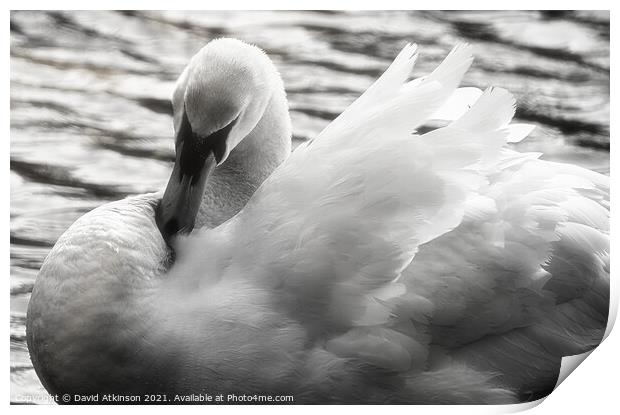 Glowing Swan Print by David Atkinson