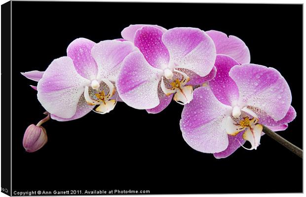 Orchids in the Rain Canvas Print by Ann Garrett
