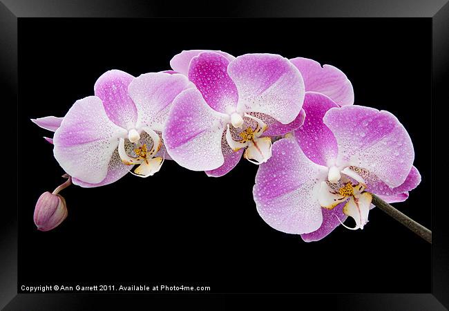 Orchids in the Rain Framed Print by Ann Garrett
