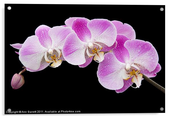 Orchids in the Rain Acrylic by Ann Garrett