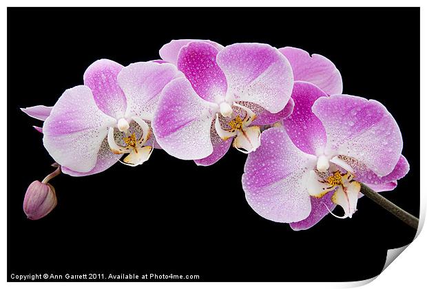 Orchids in the Rain Print by Ann Garrett