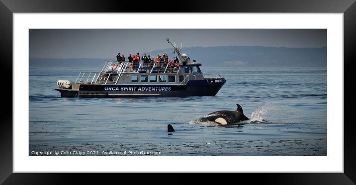 Orca Framed Mounted Print by Colin Chipp