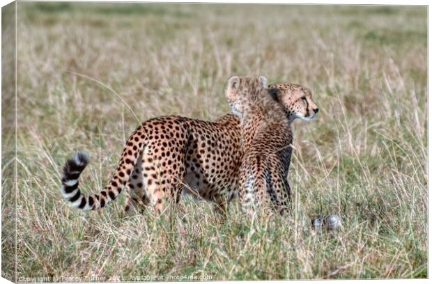 'Cheetah Hugs' - Mother and Son in the Maasai Mara Canvas Print by Tracey Turner