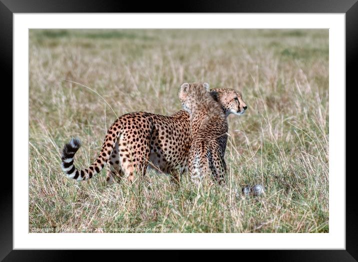'Cheetah Hugs' - Mother and Son in the Maasai Mara Framed Mounted Print by Tracey Turner