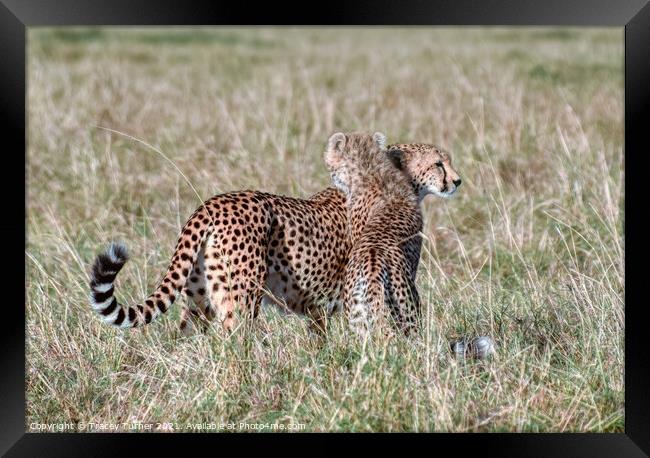 'Cheetah Hugs' - Mother and Son in the Maasai Mara Framed Print by Tracey Turner