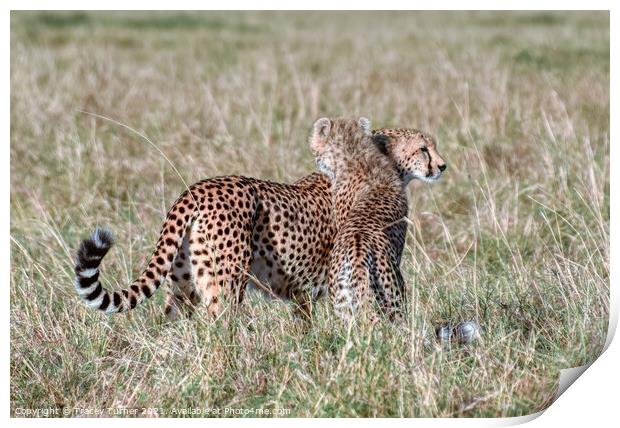 'Cheetah Hugs' - Mother and Son in the Maasai Mara Print by Tracey Turner