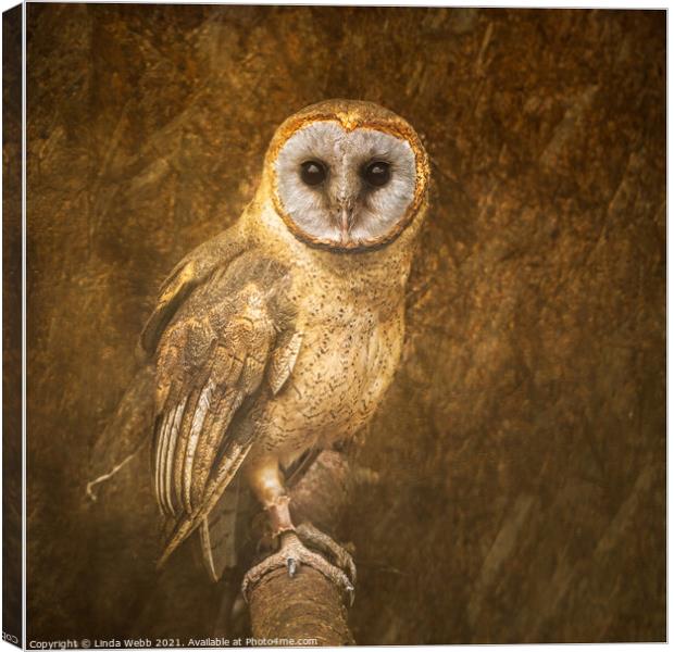 Barn owl in a fine art style Canvas Print by Linda Webb