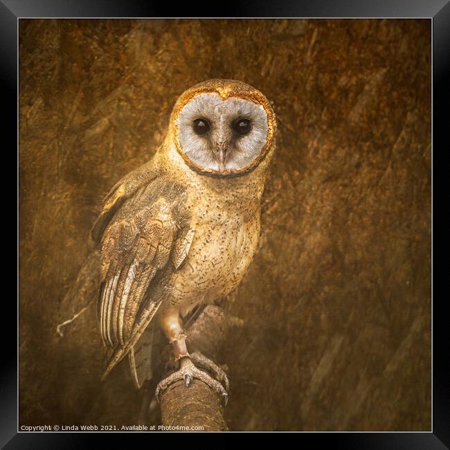 Barn owl in a fine art style Framed Print by Linda Webb
