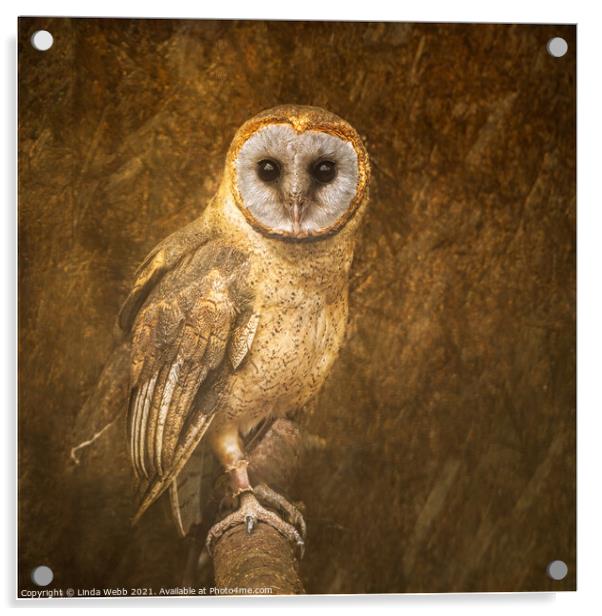 Barn owl in a fine art style Acrylic by Linda Webb