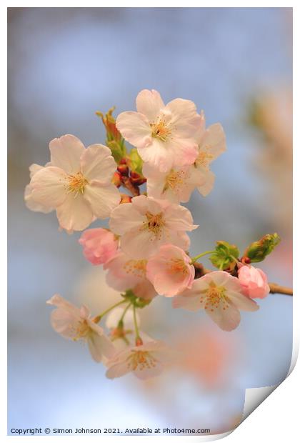 Spring Cherry Blossom Print by Simon Johnson