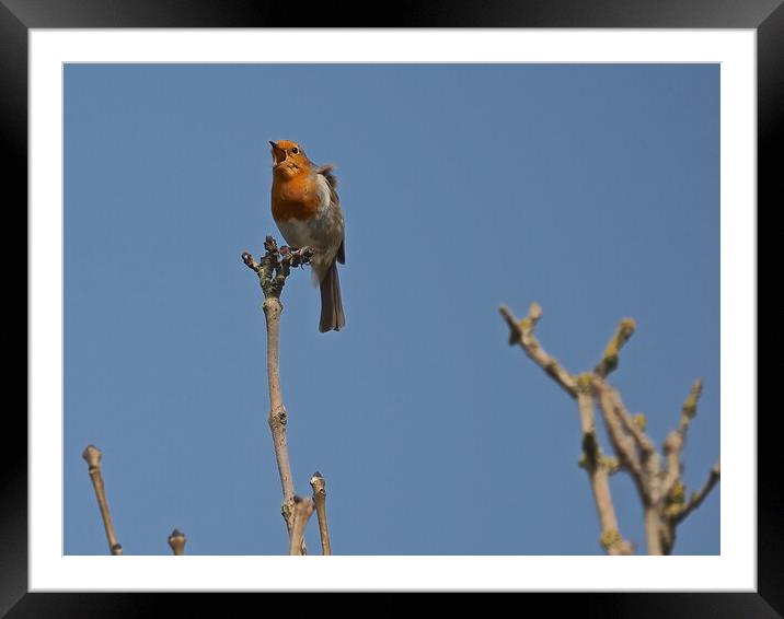 Robin perched on a tree branch singing Framed Mounted Print by mark humpage