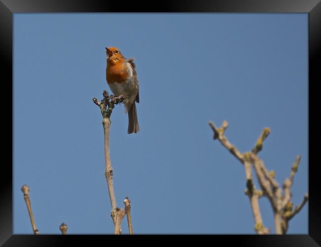 Robin perched on a tree branch singing Framed Print by mark humpage