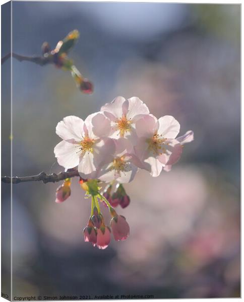 sunlit spring Blossom Canvas Print by Simon Johnson