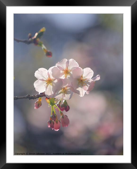 sunlit spring Blossom Framed Mounted Print by Simon Johnson