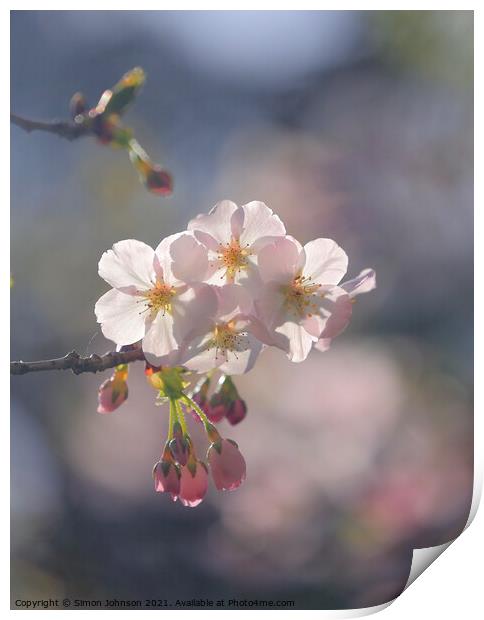 sunlit spring Blossom Print by Simon Johnson