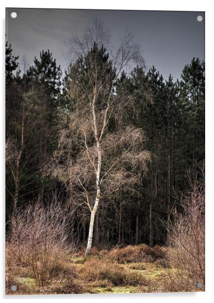 Silver Birch tree Acrylic by Jon Fixter