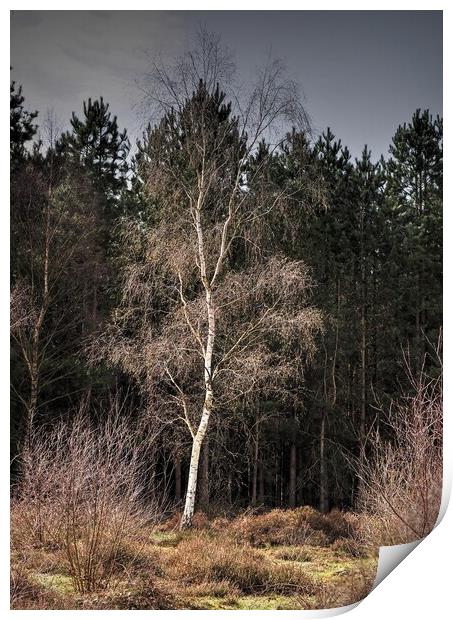 Silver Birch tree Print by Jon Fixter