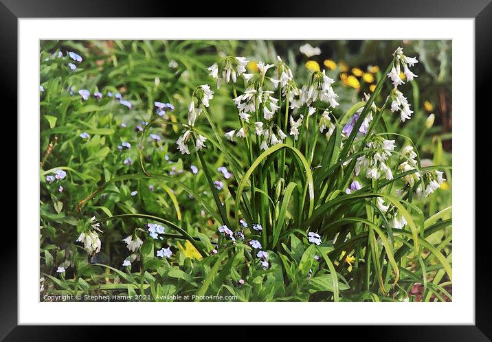 Wild Garlic Framed Mounted Print by Stephen Hamer