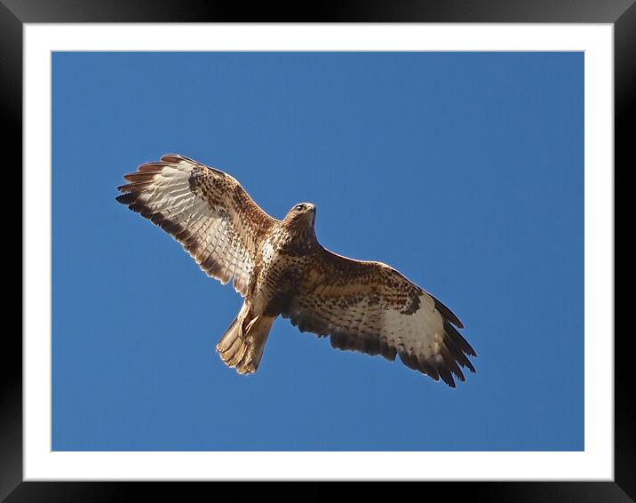 Buzzard flying in sky Framed Mounted Print by mark humpage