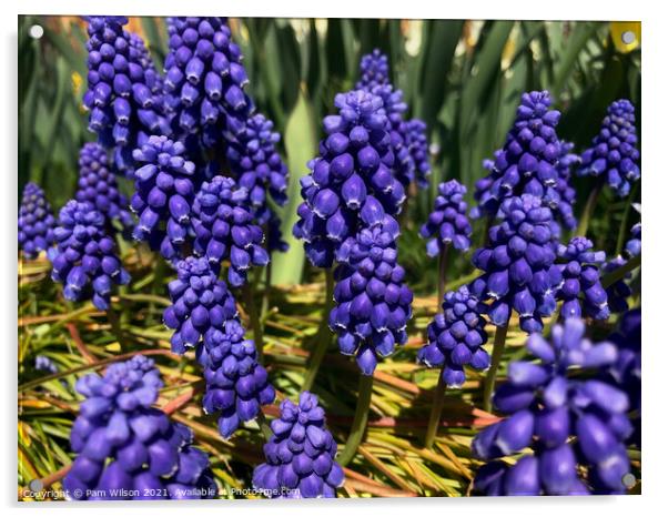 Saffier Grape Hyacinth Acrylic by Pam Wilson